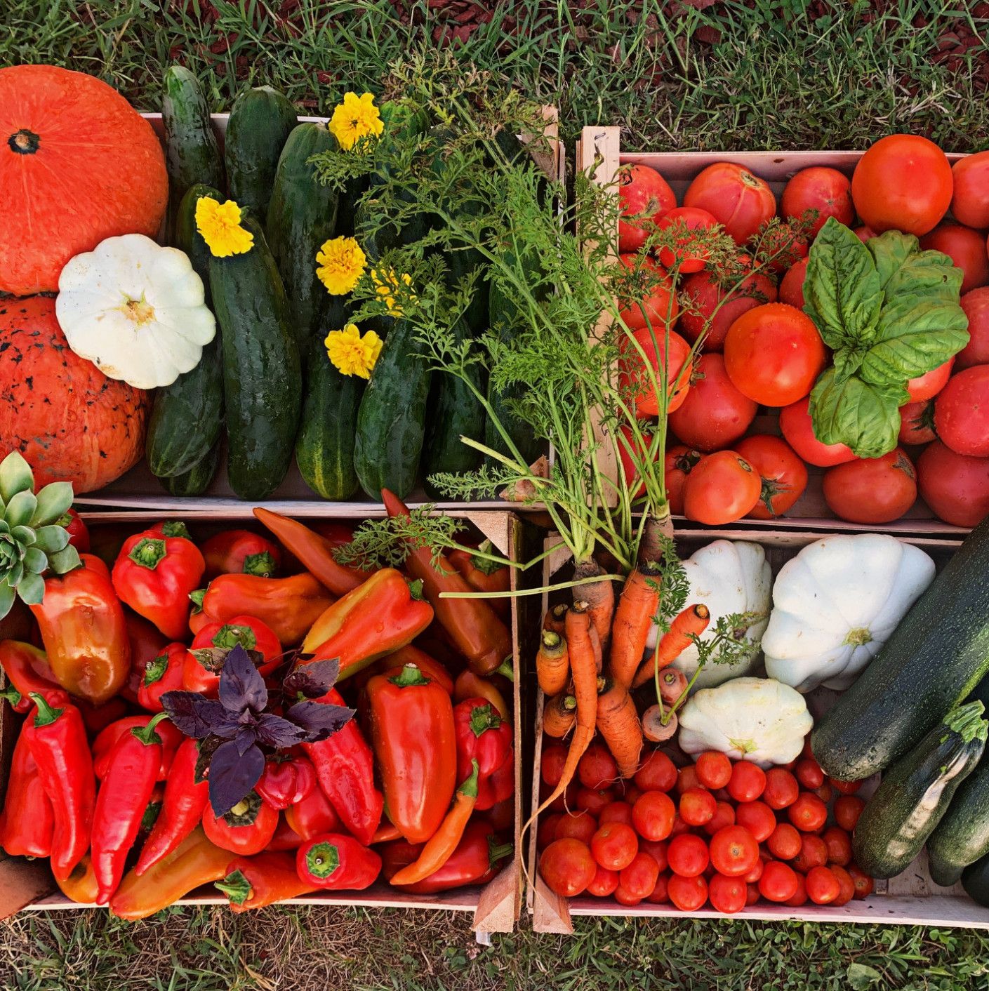 Gift: Buy Me My Weekly Box of Veggies