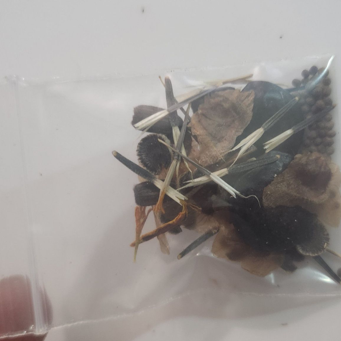 Wildflower Seed Mix Grown on My Farm