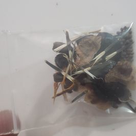 Wildflower Seed Mix Grown on My Farm