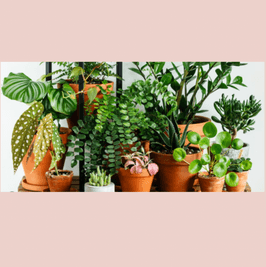 Plants to my Room