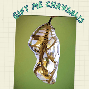 GIFT ME CHRYSALIS