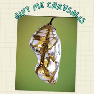 GIFT ME A CHRYSALIS