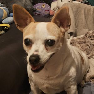 Help my terminal pet