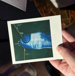 Sexy Polaroids