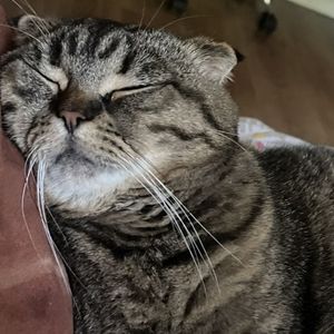 my boys are cats