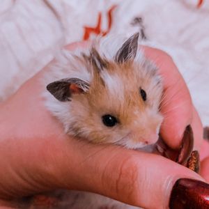 I once had a hamster