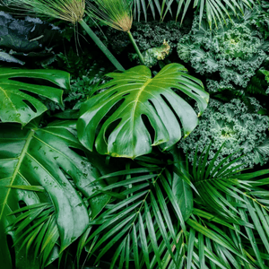 Buy Me Plants