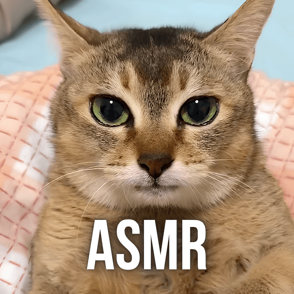 CUSTOM ASMR