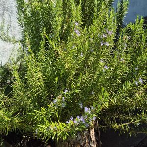 SFW ROSEMARY FLOWER