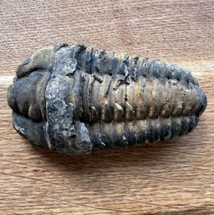 Trilobite I found in Morocco