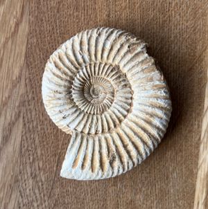 Ammonite fossil
