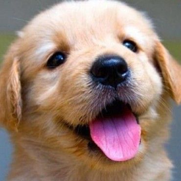 vet bill