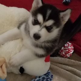 Spoil my with food toys and treats