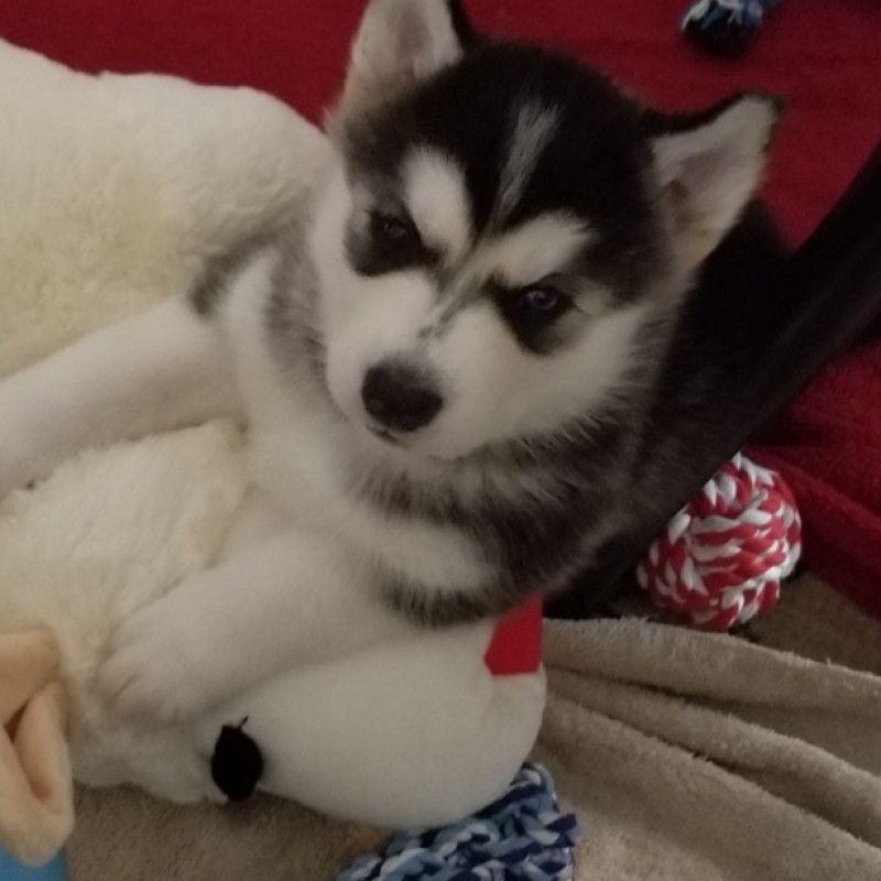 Spoil my with food toys and treats