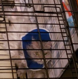 Spoil me by paying off CARECREDIT