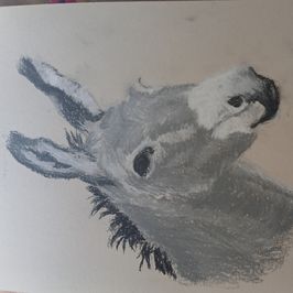Cheeky Donkey Charcoal Drawing