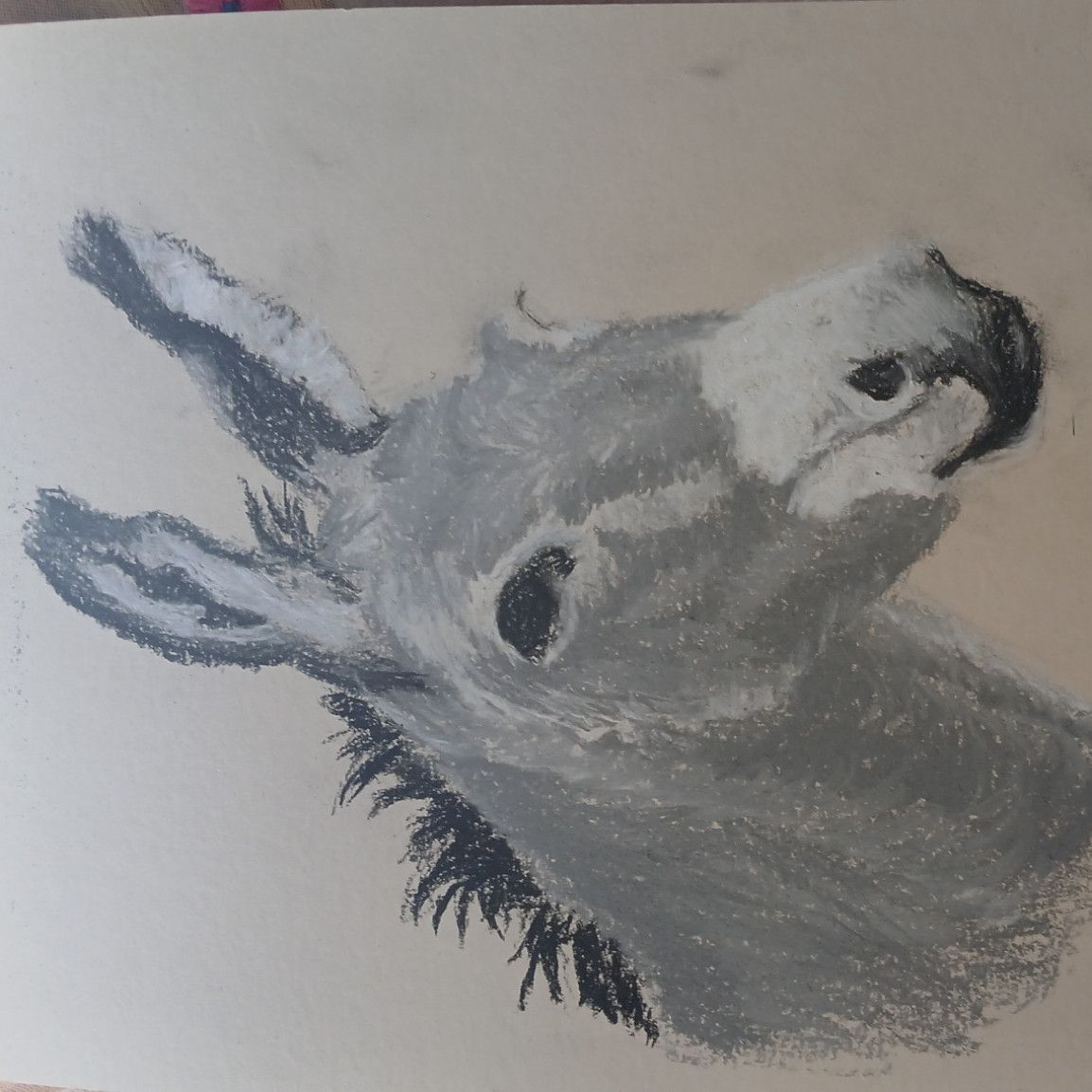 Cheeky Donkey Charcoal Drawing