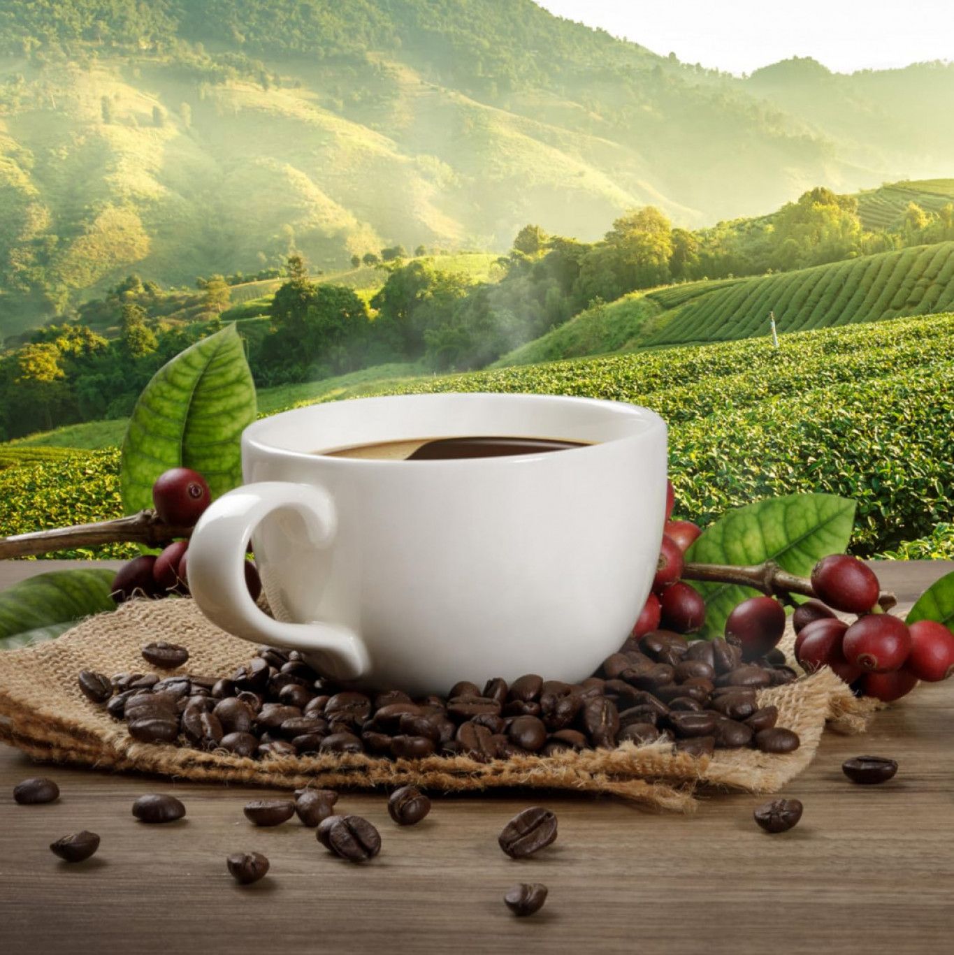 SFW Buy Me Starbucks