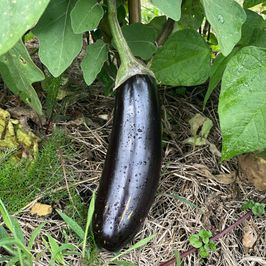 Garden supplies