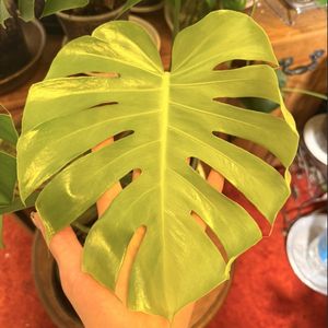 buy me plant supplies