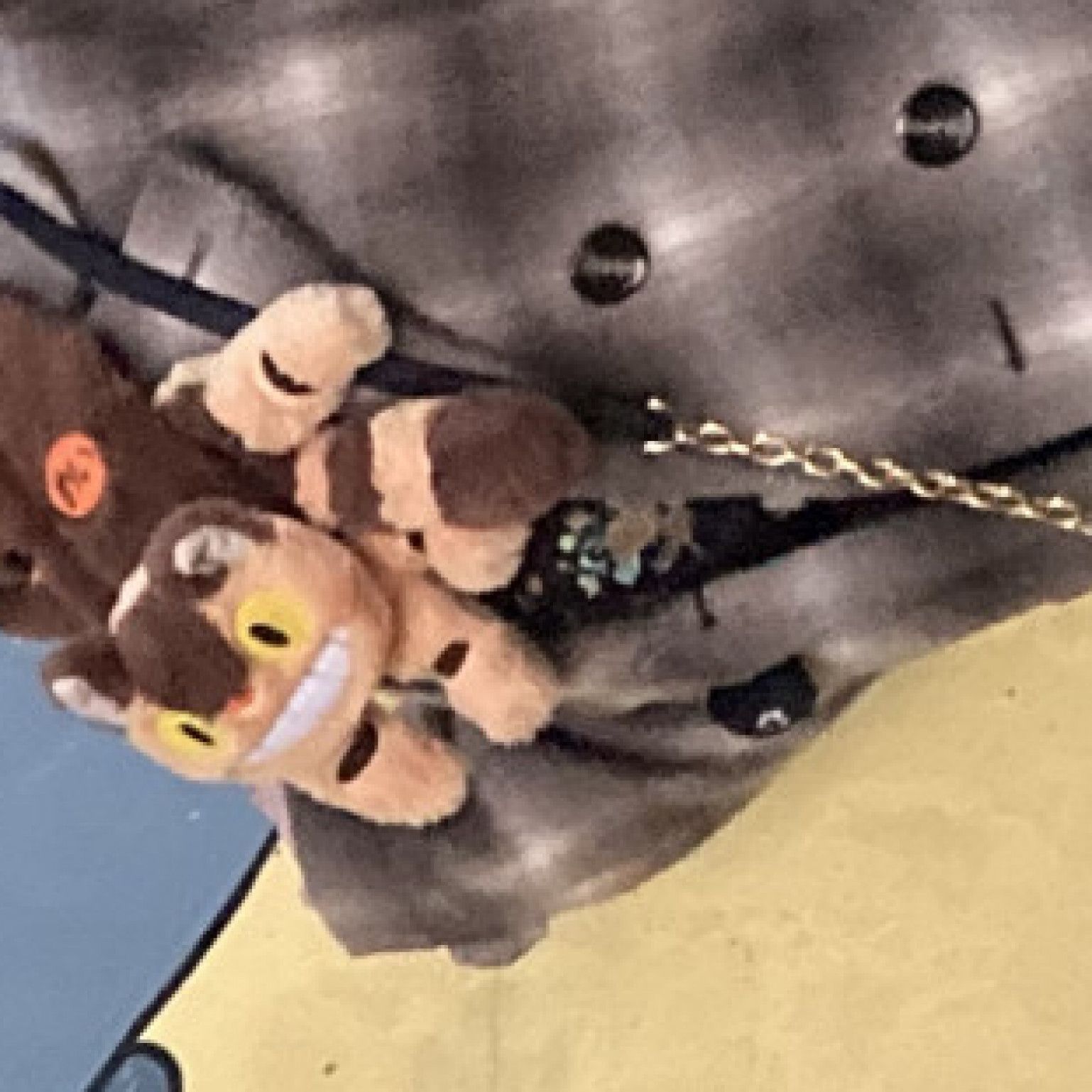 Meet Totoro Photo Set