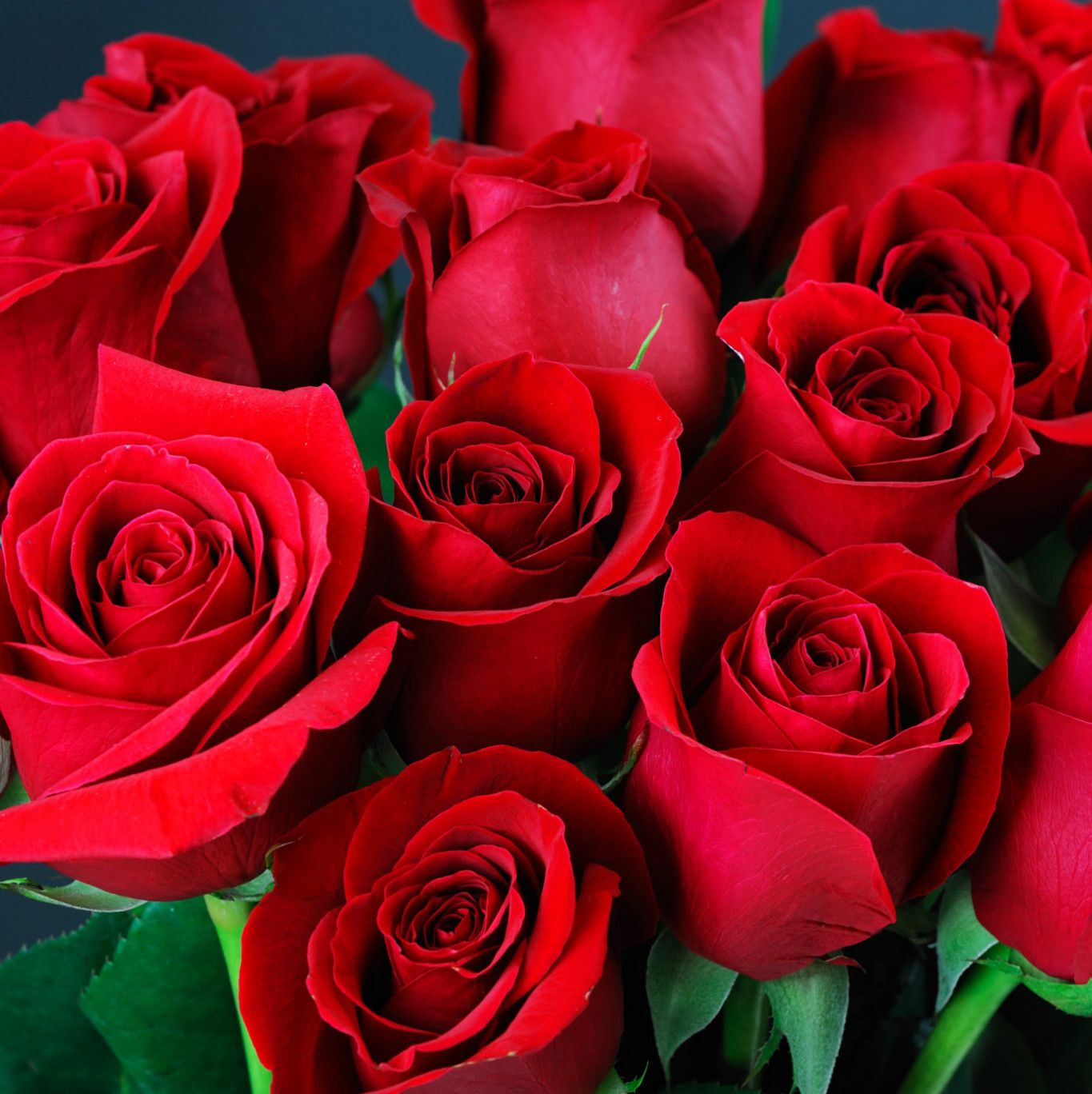 Roses