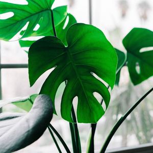 Buy me a houseplant
