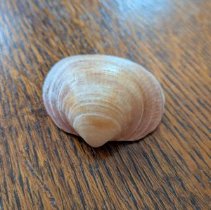 A Seashell from an Irish Beach