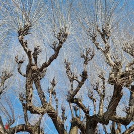 Pay My Rent For One Month