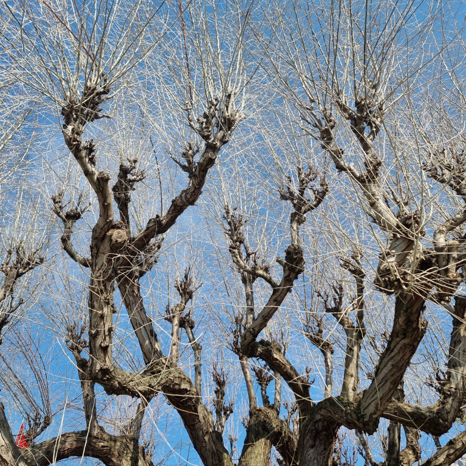 Pay My Rent For One Month