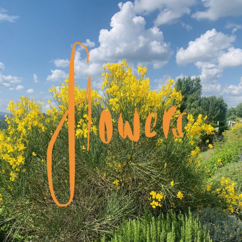 Buy Me Flowers