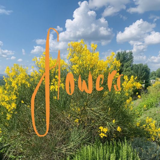 Buy Me Flowers