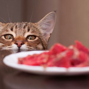 Feed my Cats