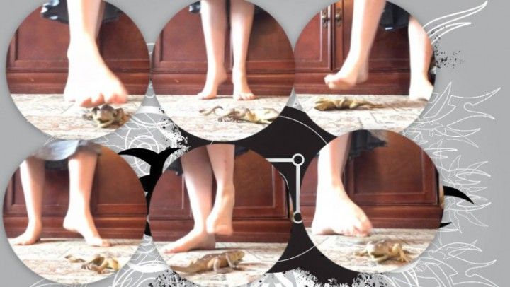 Crush Lizard Bare Feet Foot Fetish Drama
