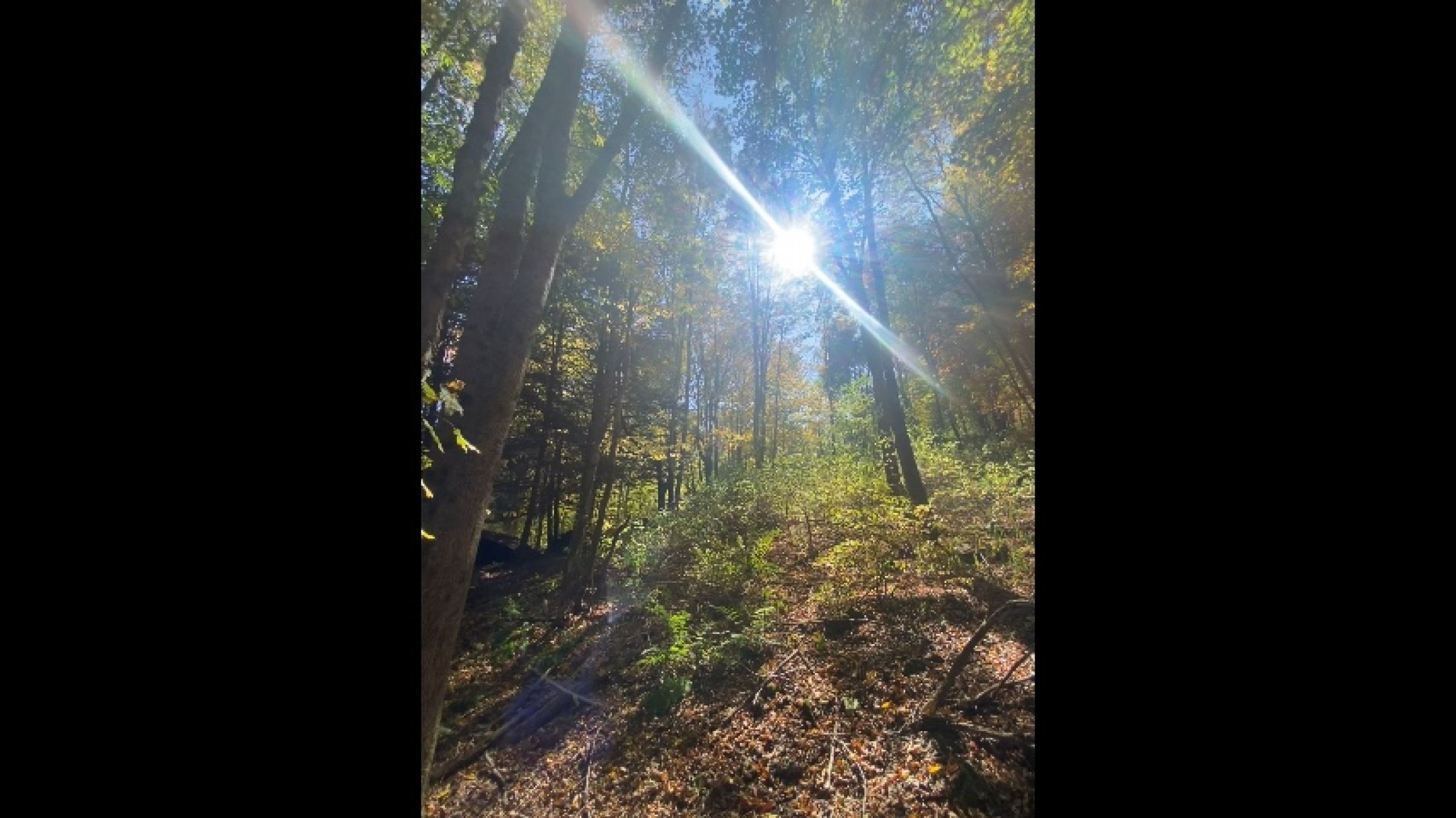 A walk in the forest