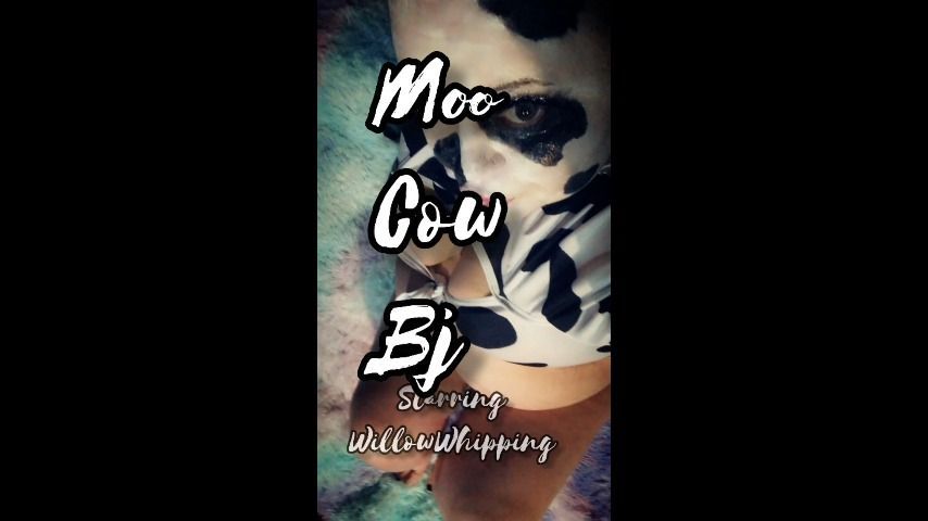 Moo Cow Bj