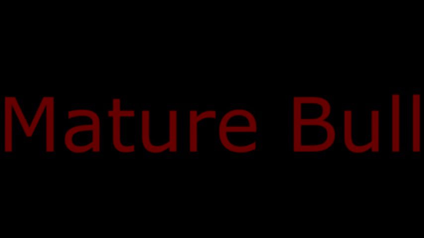 Mature bull