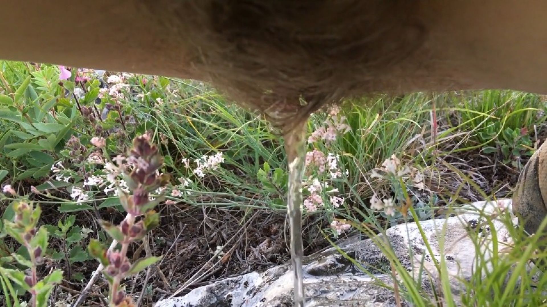 Hairy pee outdoor