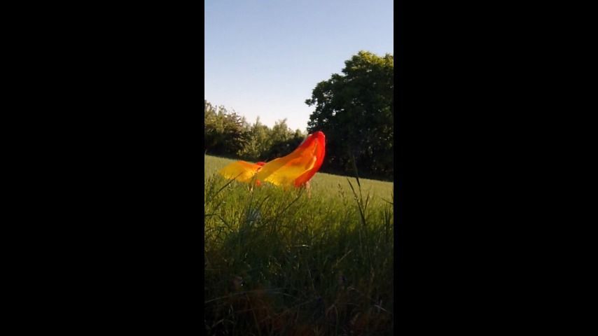 Video screenshot