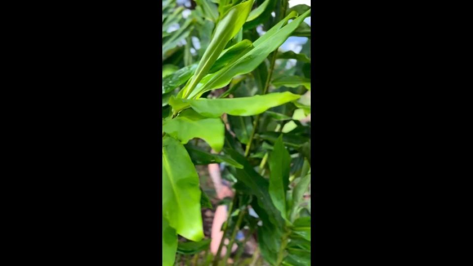 I'm a cute elf of nature! I'm from the outdoors