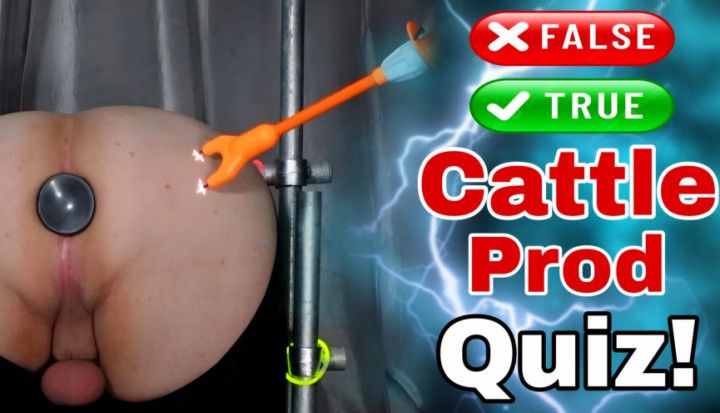 Femdom Cattle Prod Glow Quiz in Bondage