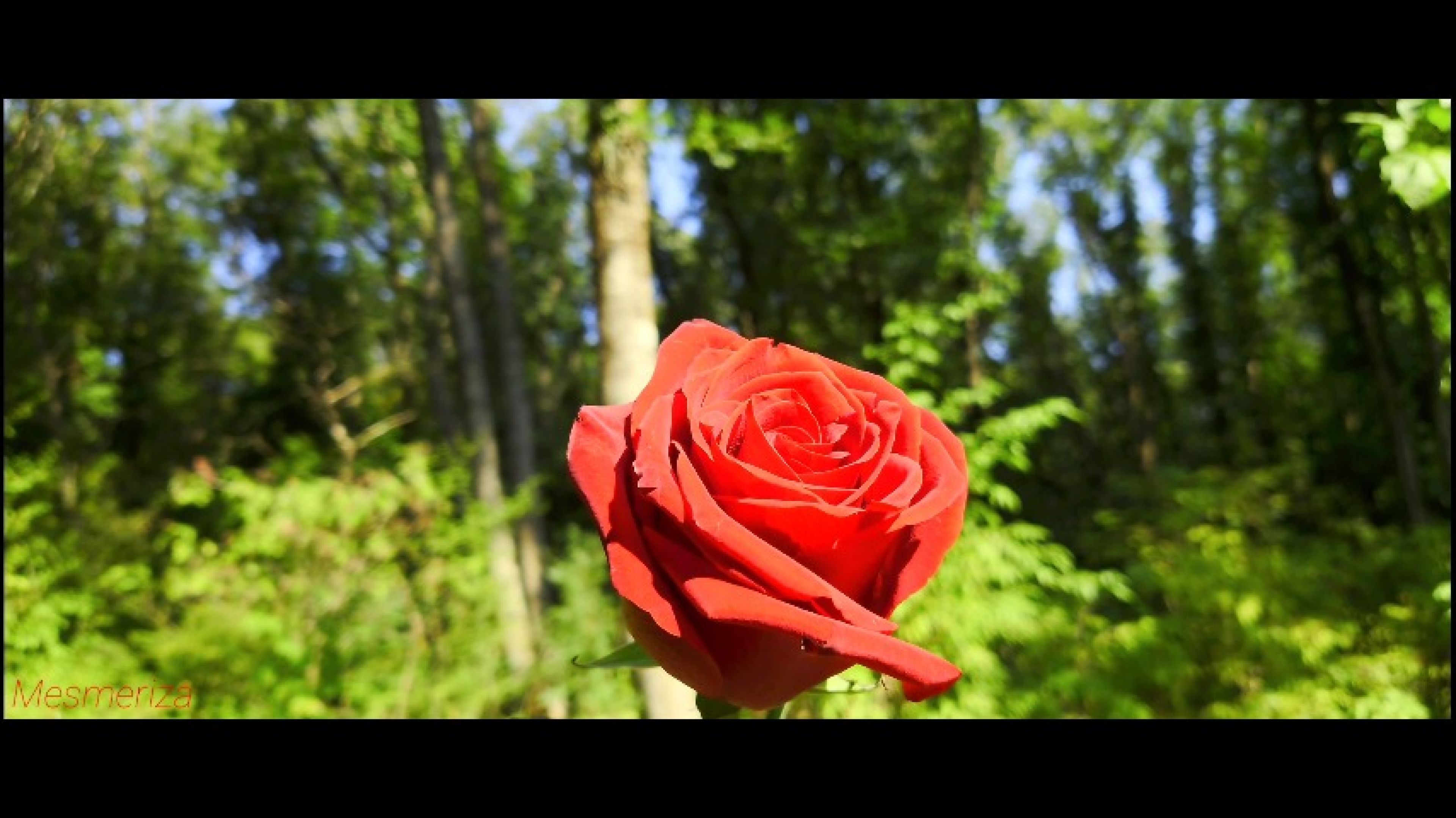 Mesmeriza compilation 11 - Island of Desires - part 01