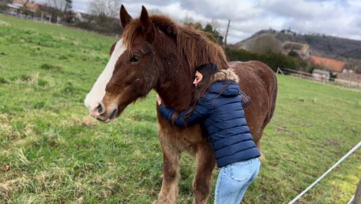 Pasa un dia conmigo entre caballos