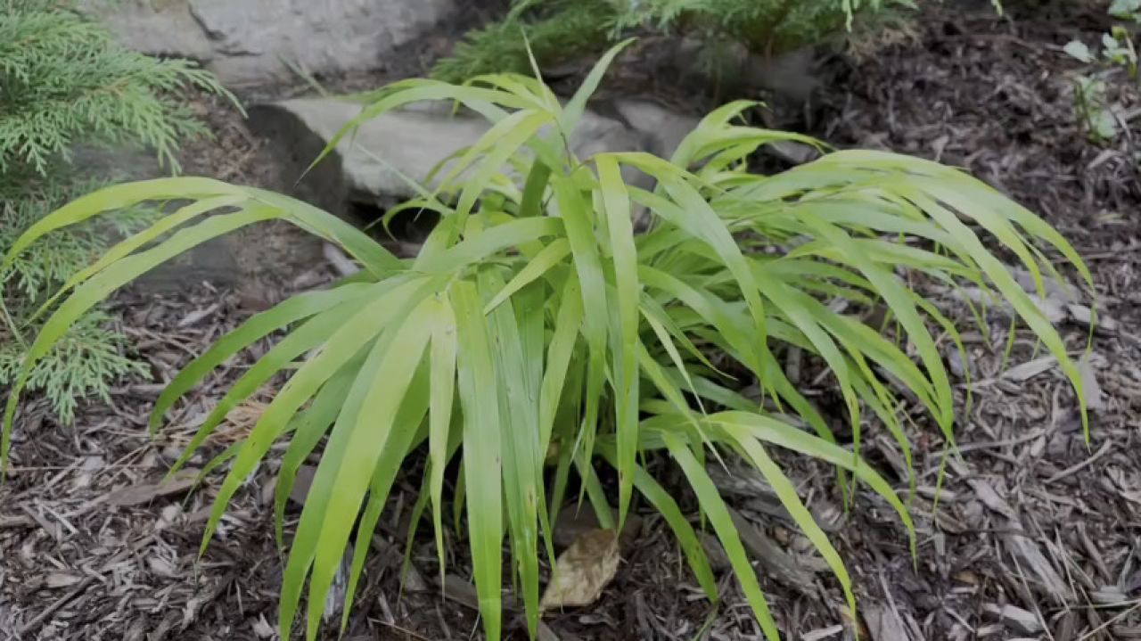 Grass