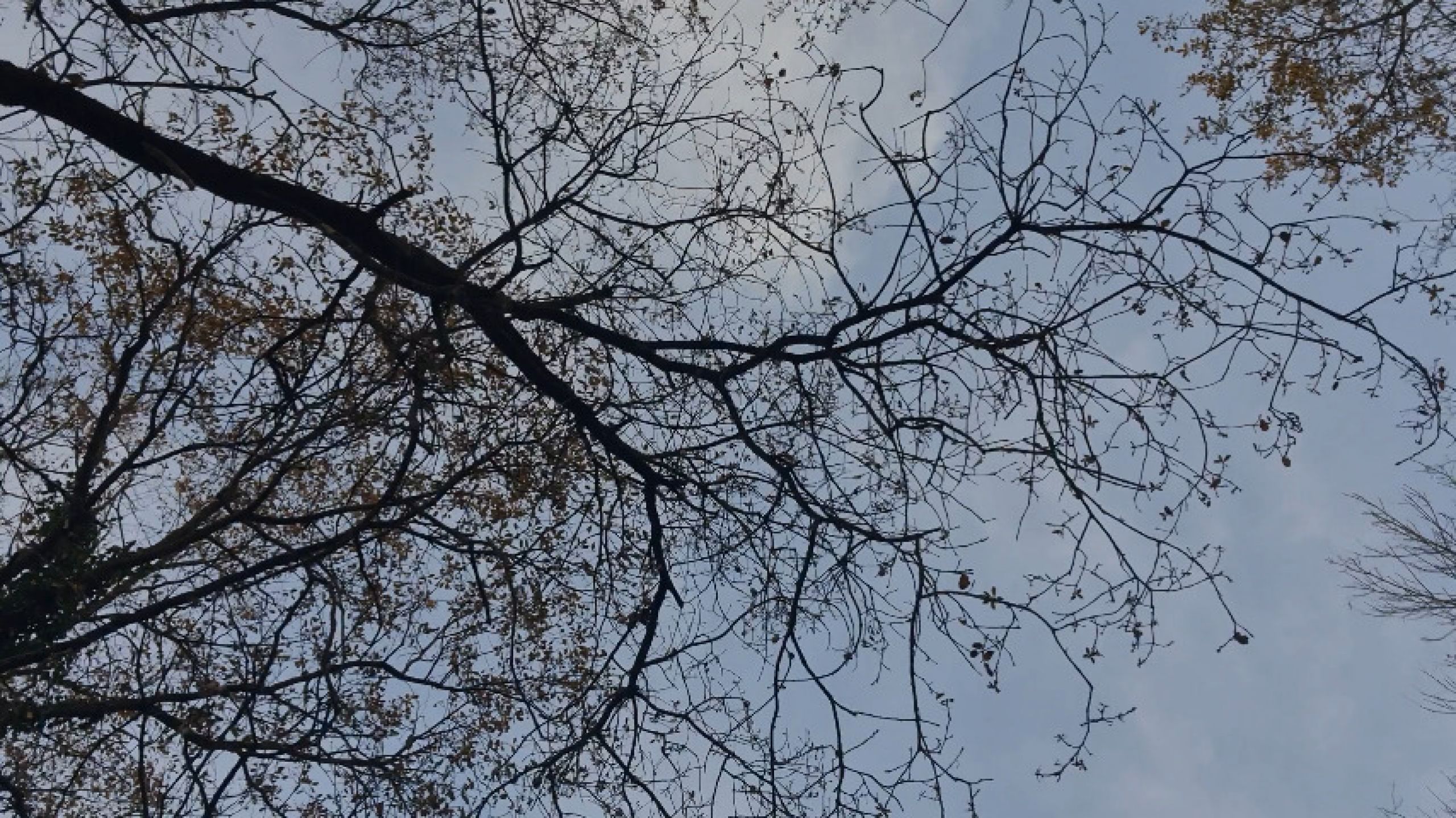 Walking through the woods. Sharing thoughts