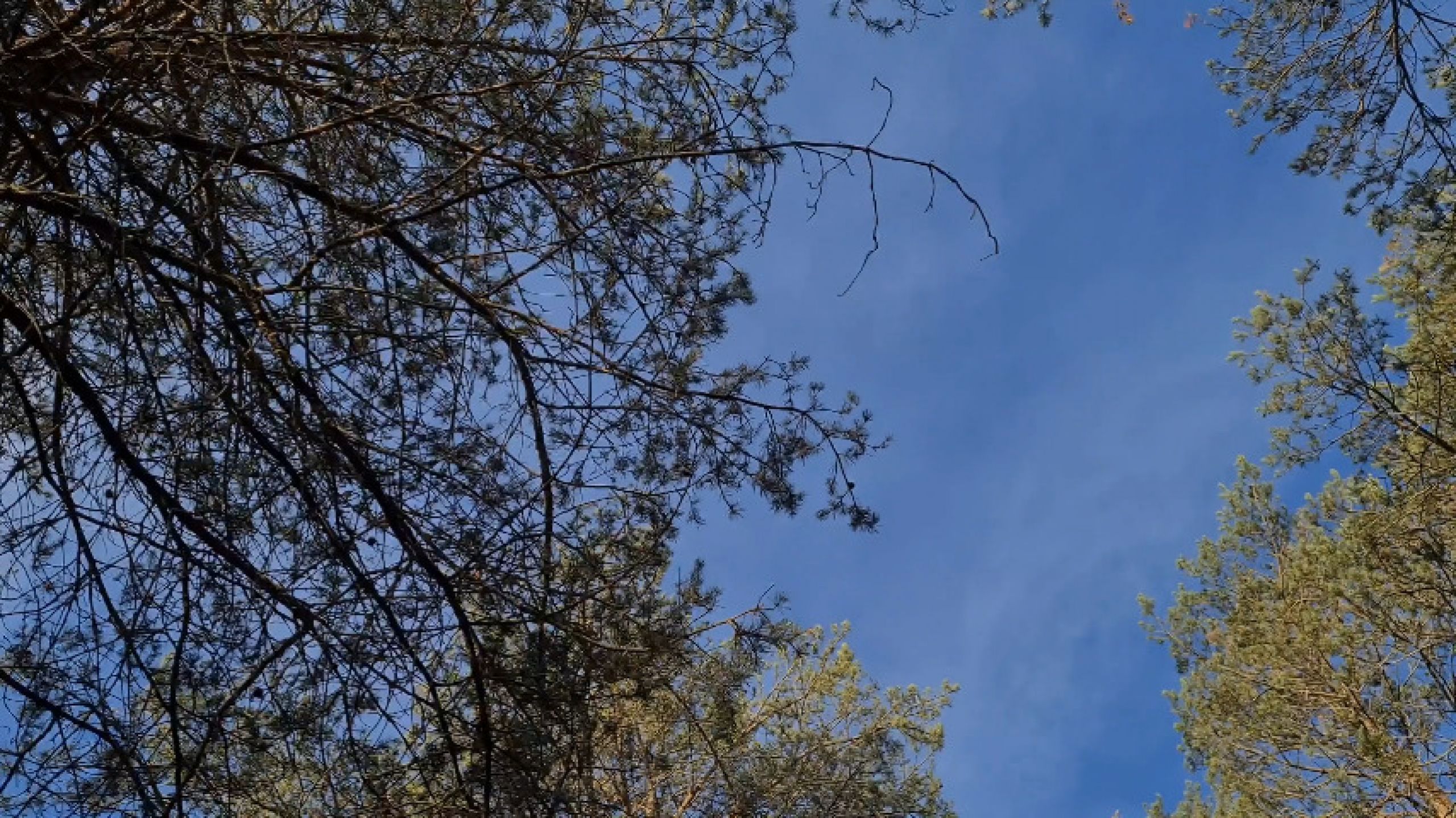 Walk through the woods - Why HeIsSooThin