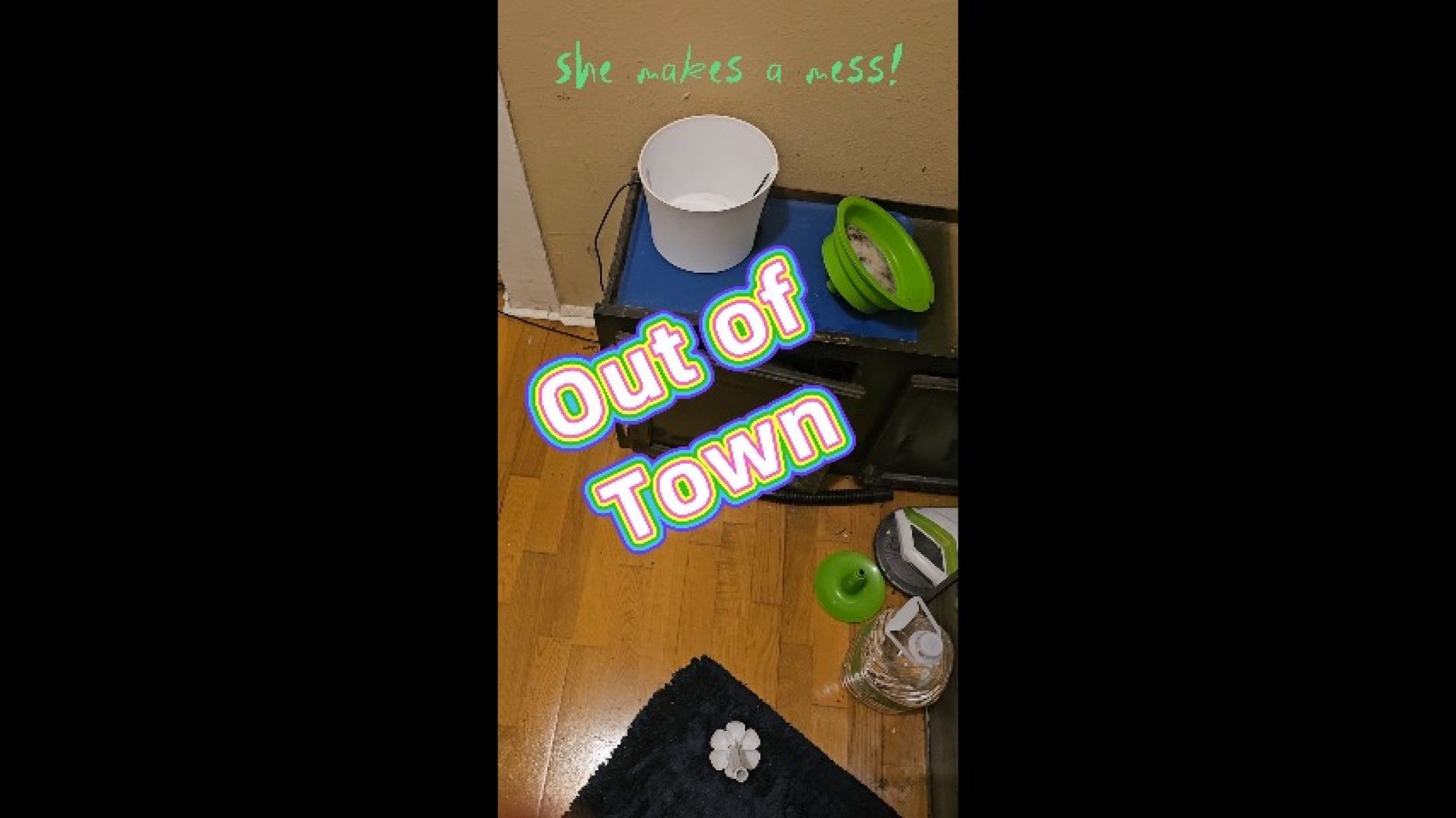 Kitty goes crazy even with a pet sitter