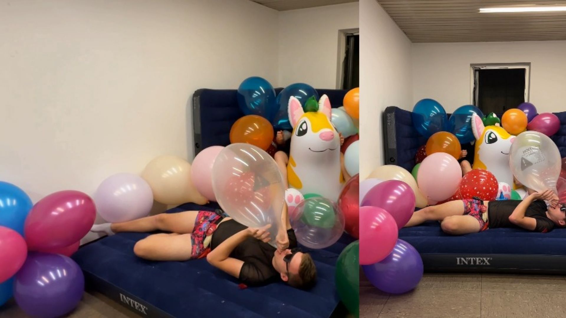 Caged PuffyPaws Husky Full with Ballons 1/2