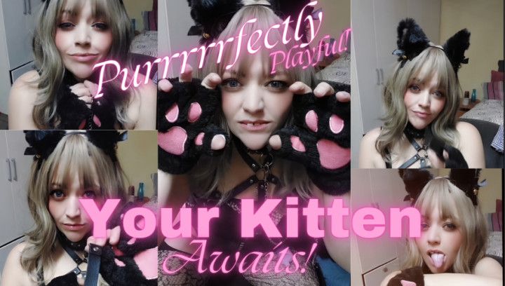 Purrfectly Playful: kitten on the loose