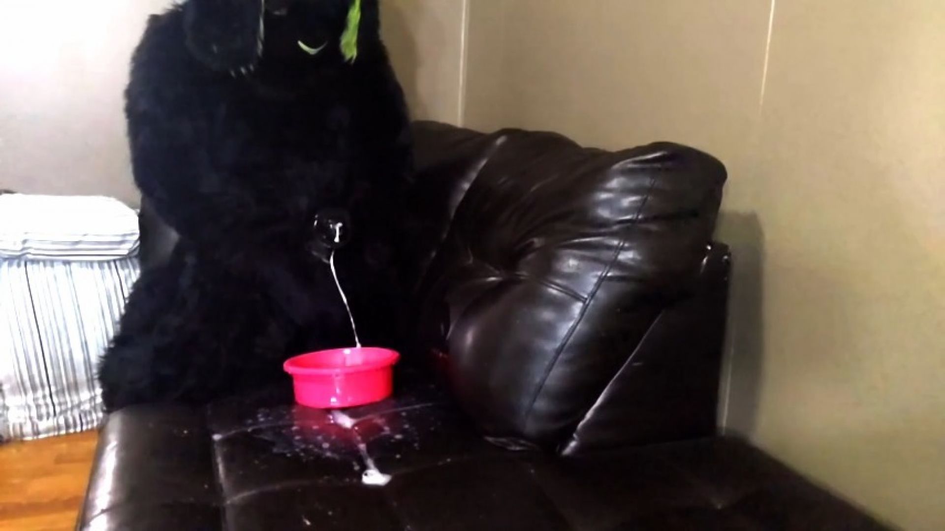 Matrix Bunny Cum Mess 5